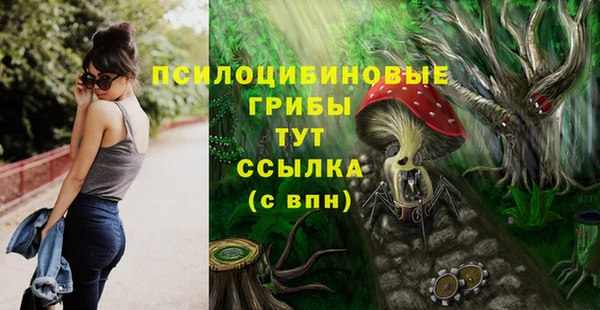 стаф Магас